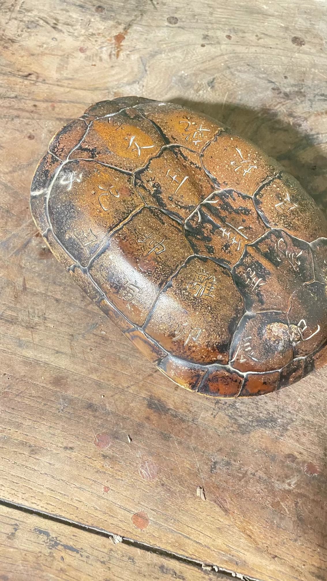 King Wen's Oracle Giant Turtle Shells