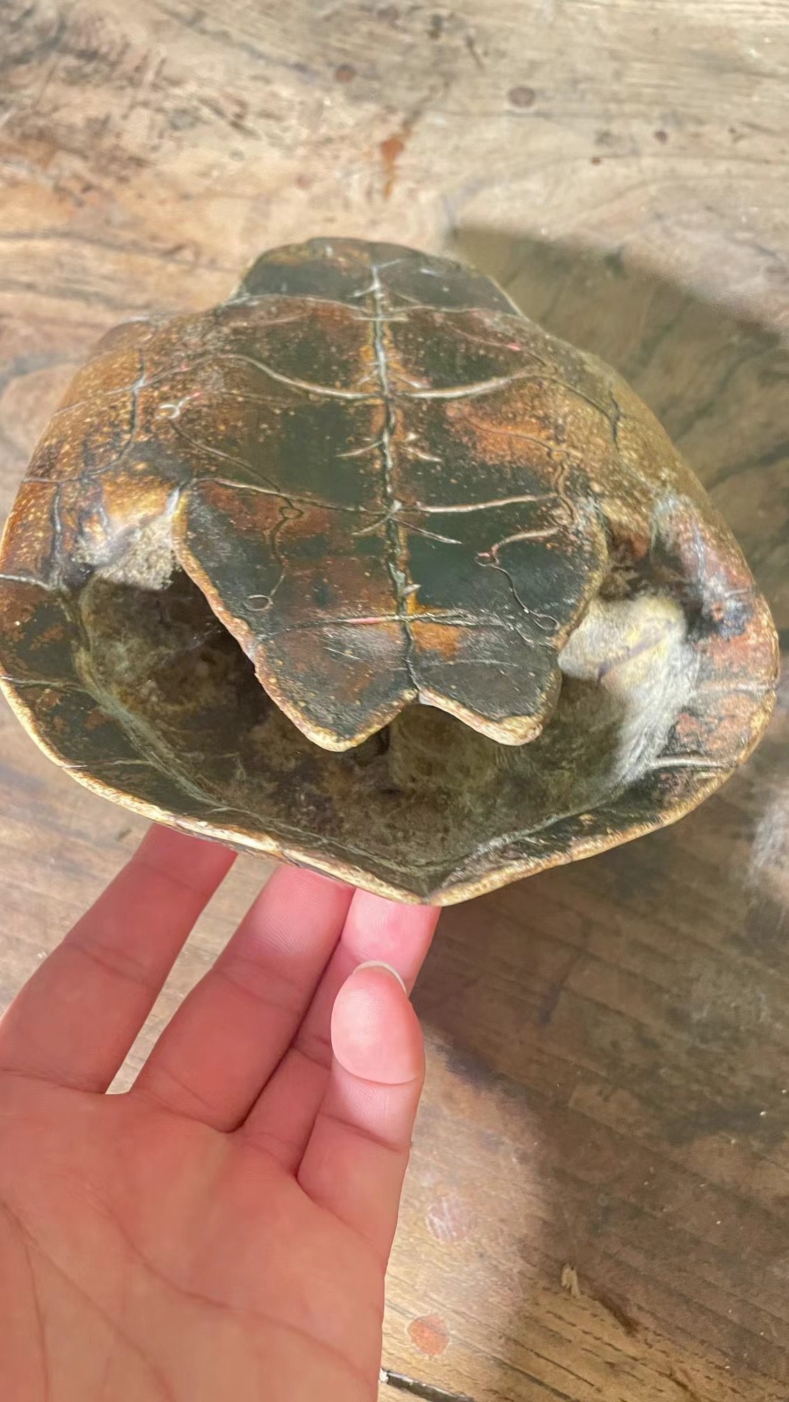 King Wen's Oracle Giant Turtle Shells