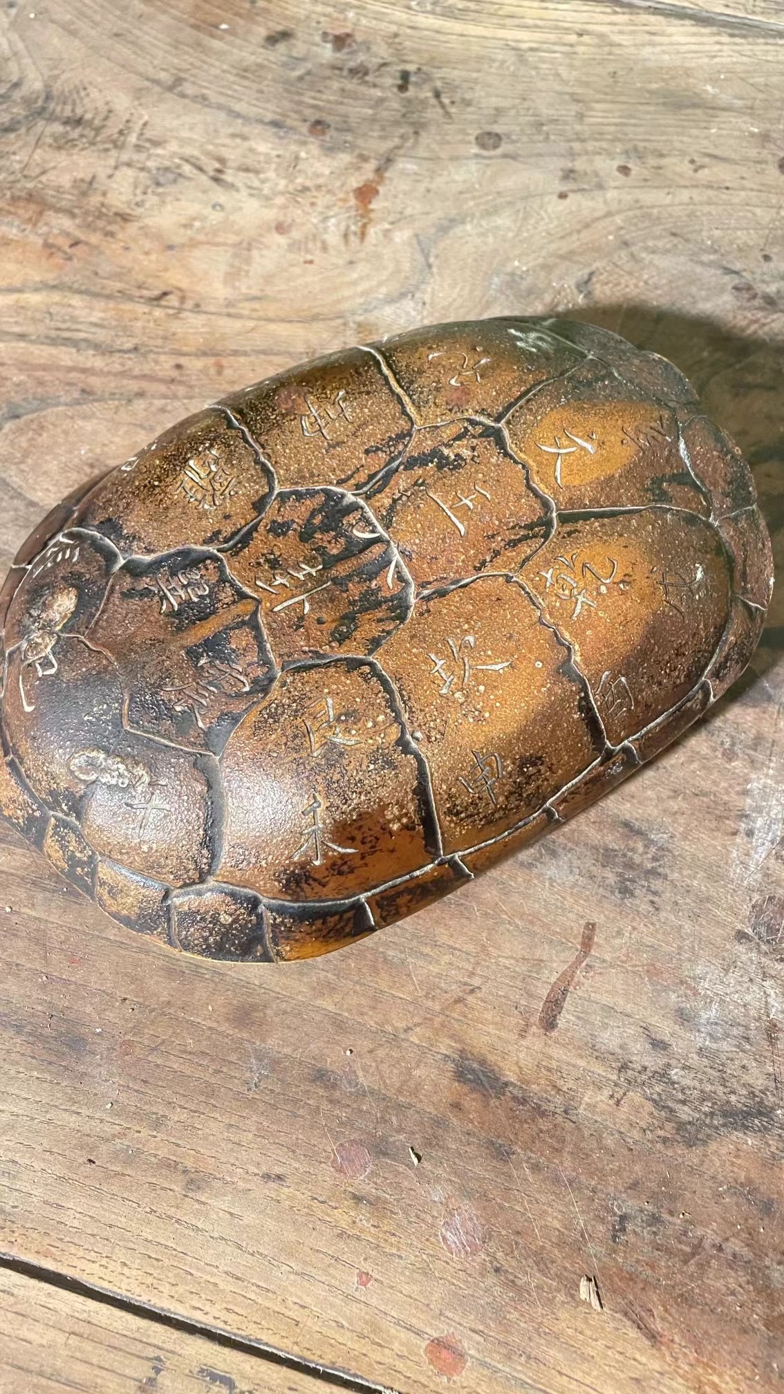King Wen's Oracle Giant Turtle Shells