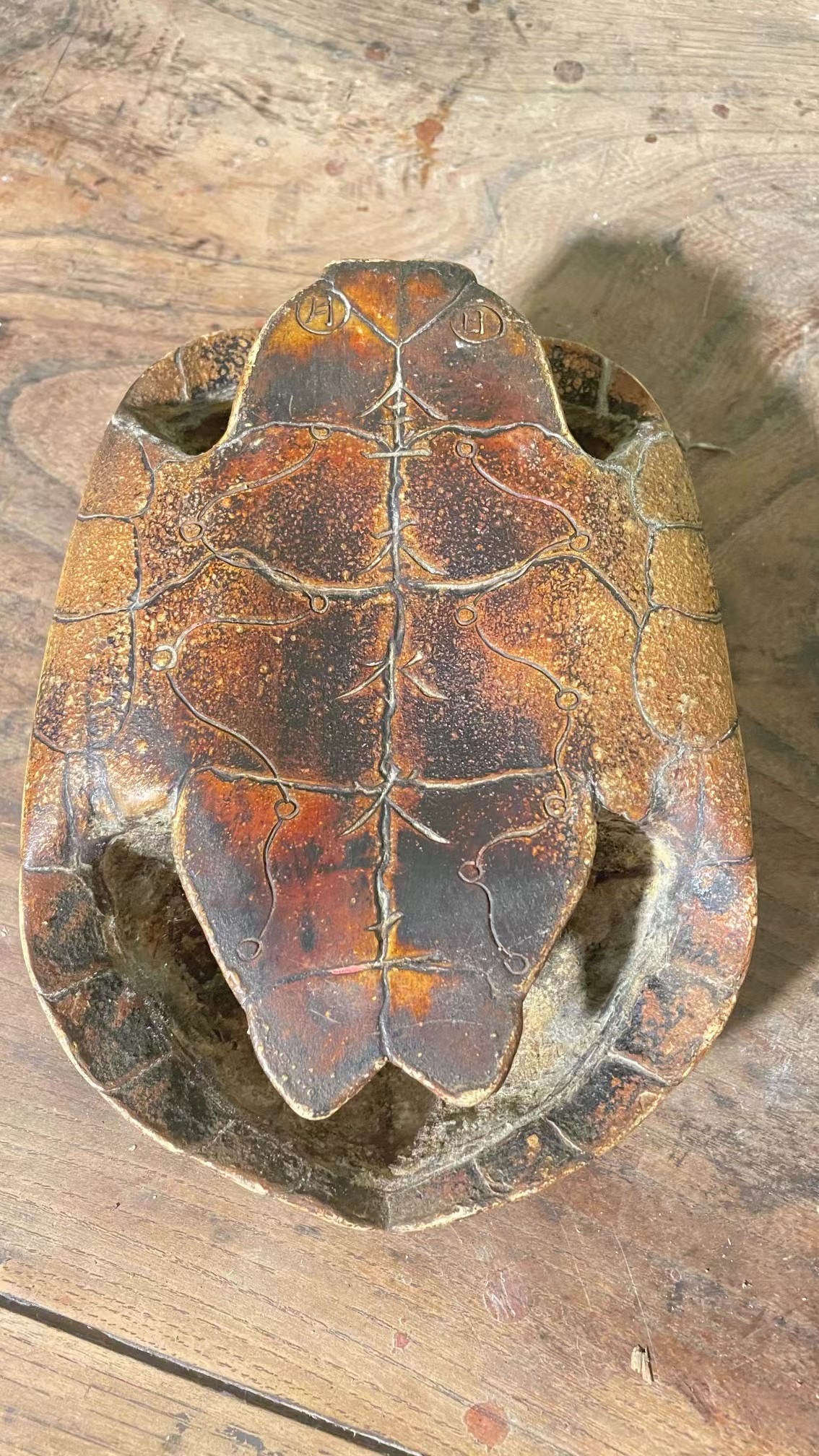 King Wen's Oracle Giant Turtle Shells